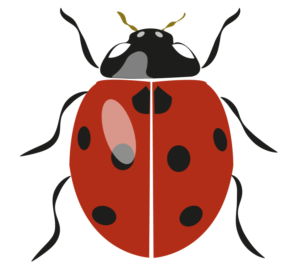 coccinelle