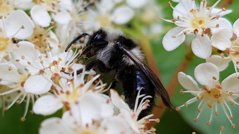 zoomer les insectes comme cette andrene de la famille des abeilles