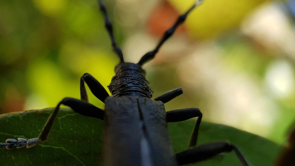 capricorne du bois vu en macro photo