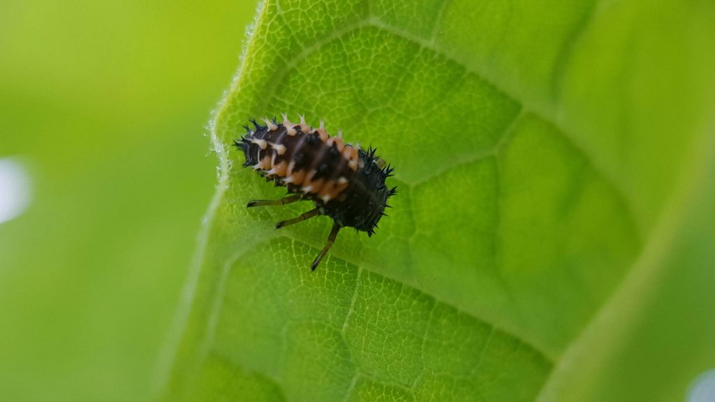 COCCINELLE JUVENILE