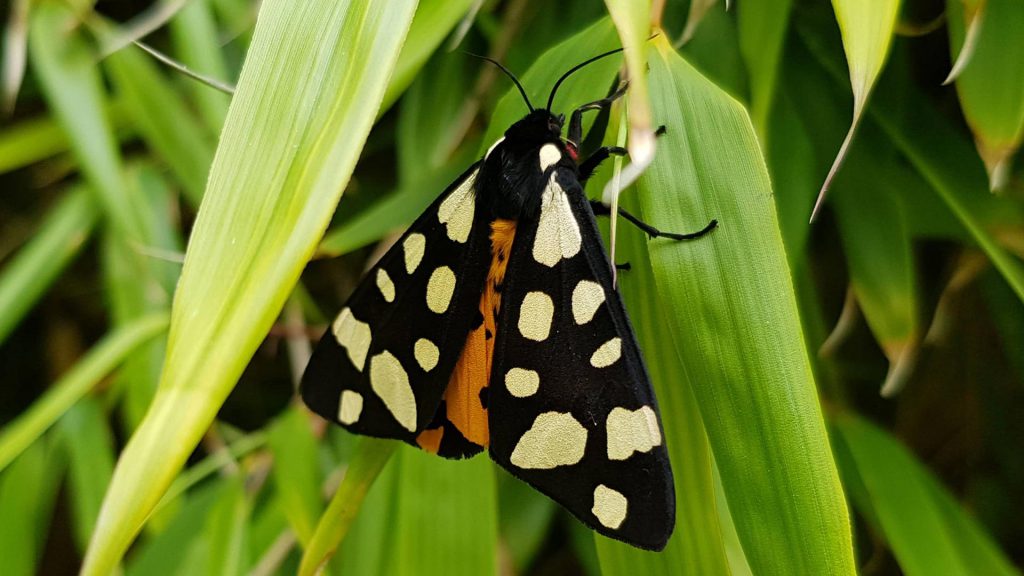 Papillon ECAILLE FERMIERE