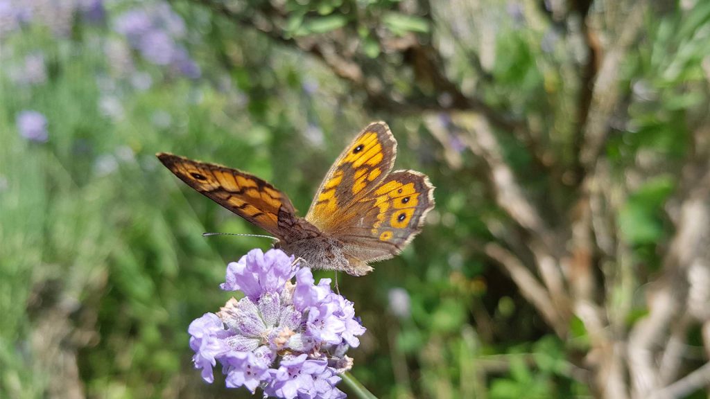 Papillon Lasiommata megera