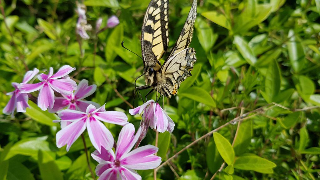 Papillon MACHAON