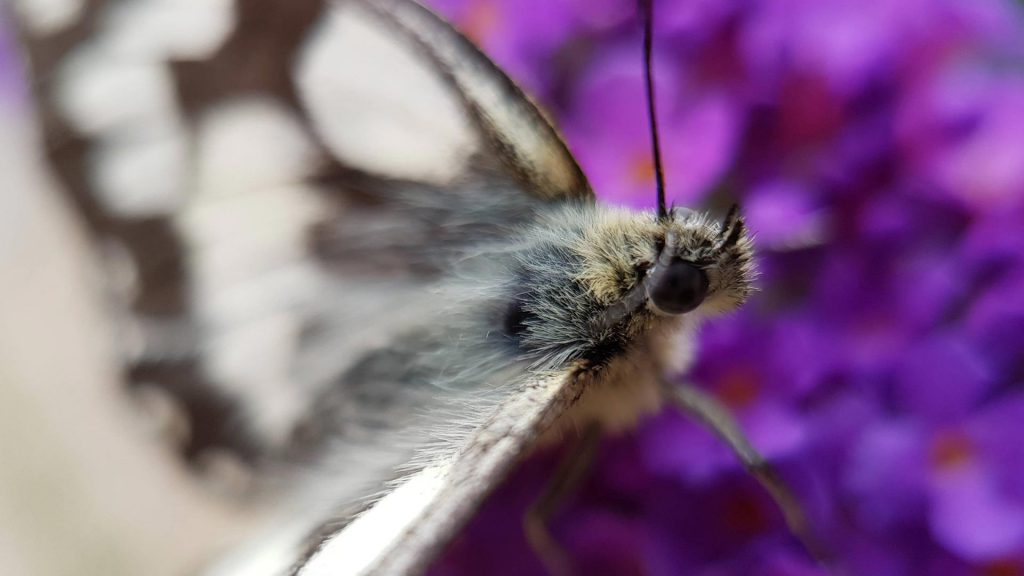 Melanargia galathea