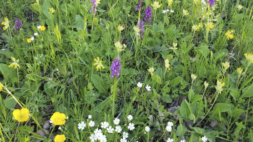 ORCHIDEE SAUVAGE au milieu d'une galerie de fleurs