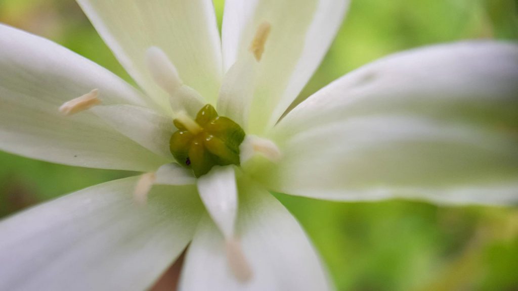Ornithogale en ombelle, elle épate la galerie
