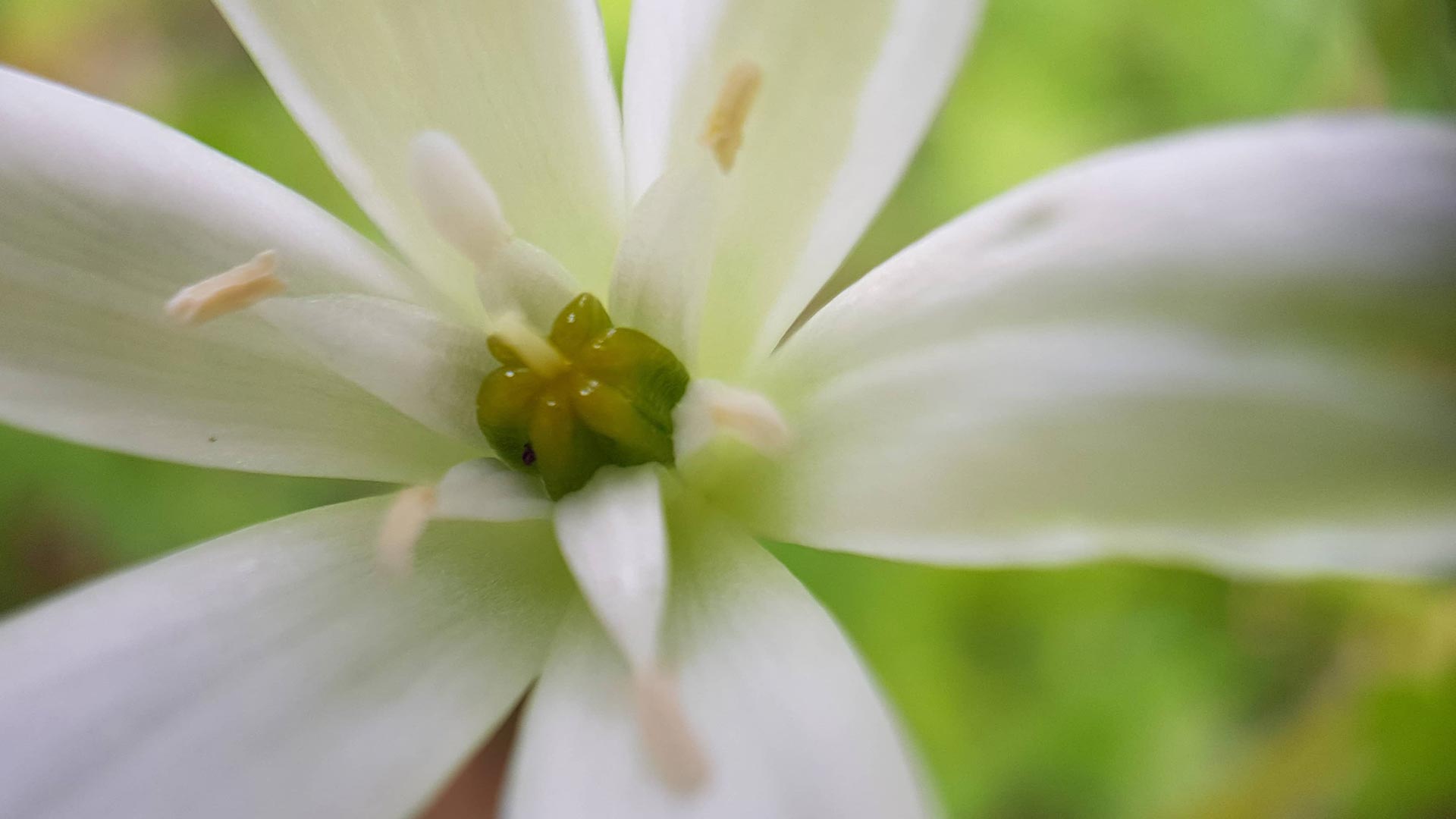 Ornithogale en ombelle, elle épate la galerie