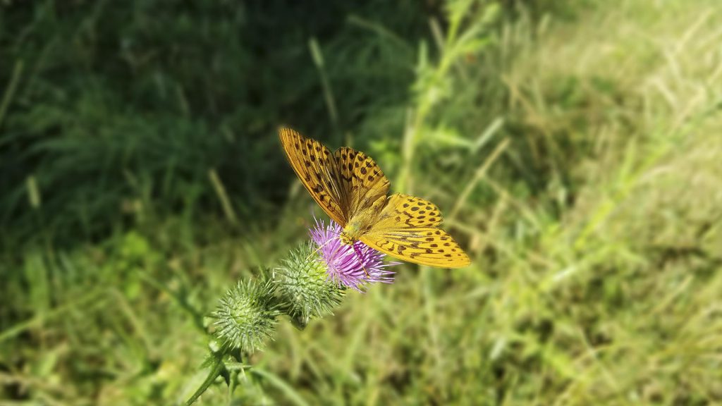 Papillon tabac d'Espagne