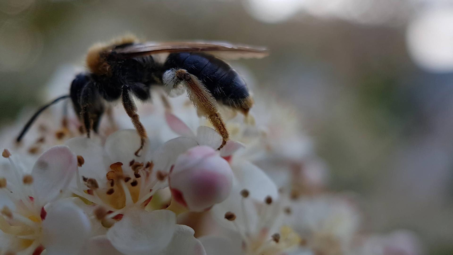 l'abeille est essentielle au jardin. Elle pollinise entre autre nos fruits et légumes