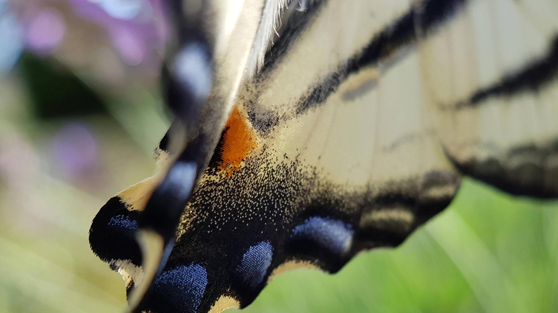 a vous de zoomer sur une aile de flambé