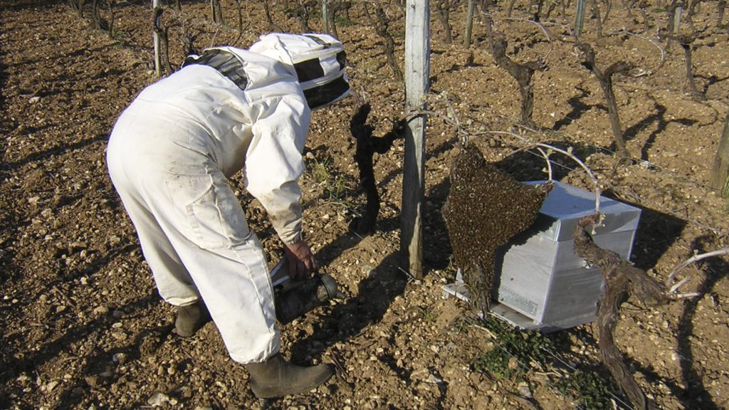 apiculteur et abeilles