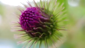 bardane, photo prise en macrophotographie