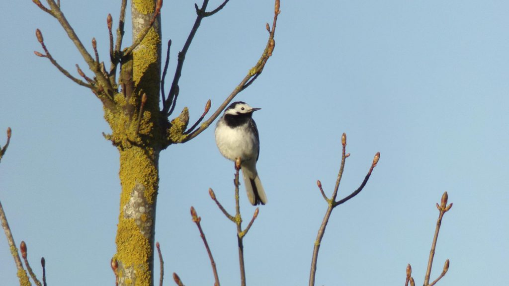la beauté d'une bergeronnette