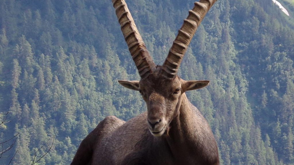 bouquetin couché pris en photo en Haute Savoie. Thème la faune sauvage