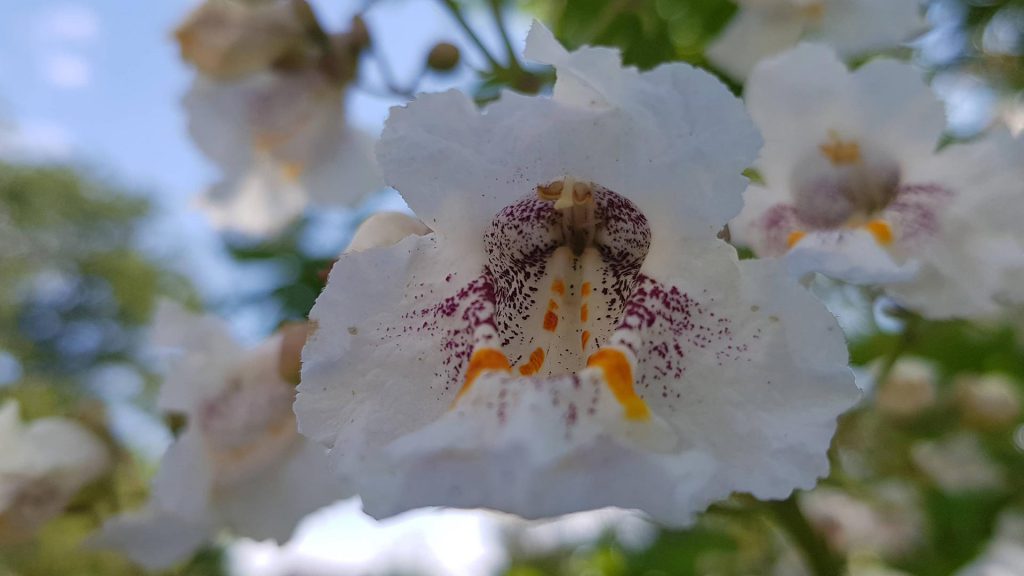 Fleur de catalpa