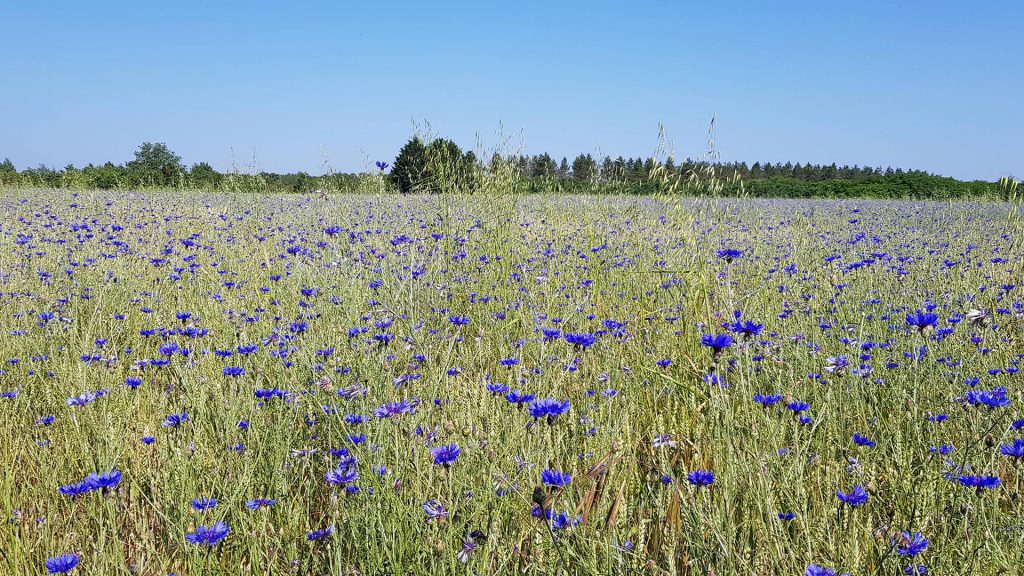 champ de bleuets
