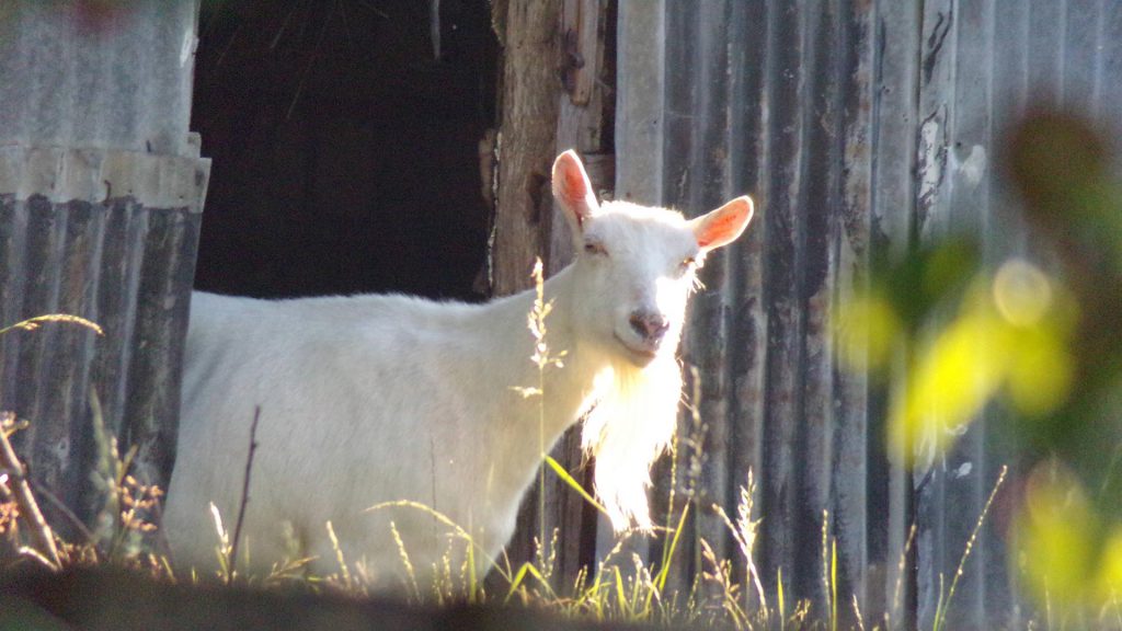 chêvre domestique en photo dans son verger. Thème la faune domestique