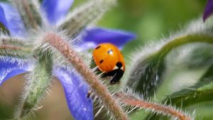 La coccinelle est présente quand la biodiversité est là