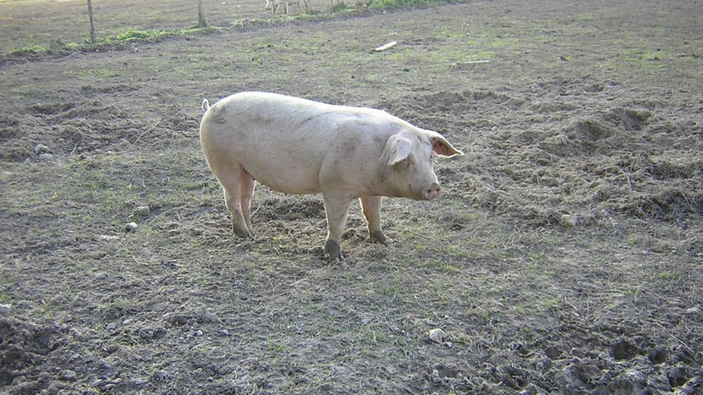 cochon