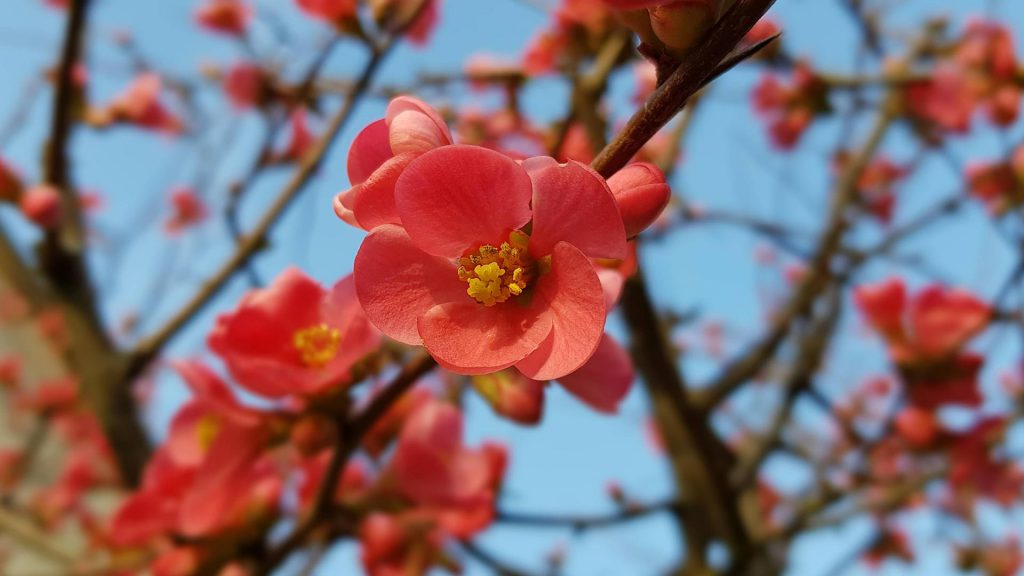 Fleurs de cognassier du japon