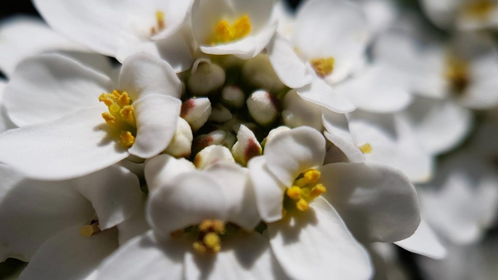 Fleurs de corbeille d'argent vues en macrophotographie