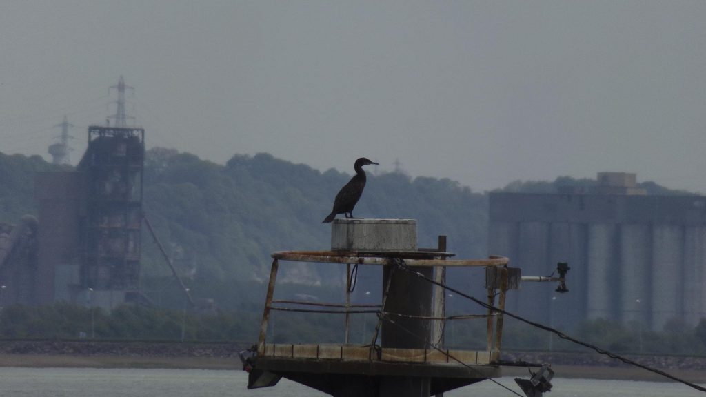 cormoran