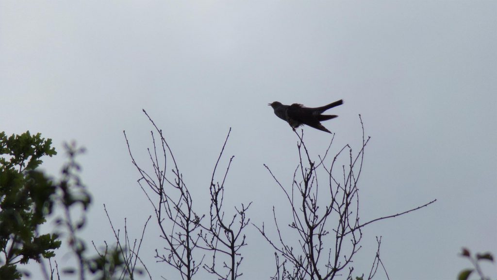 le chant du coucou est très reconnaissable