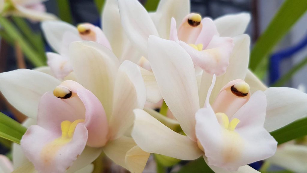 Fleurs de cymbidium vues en macrophotographie