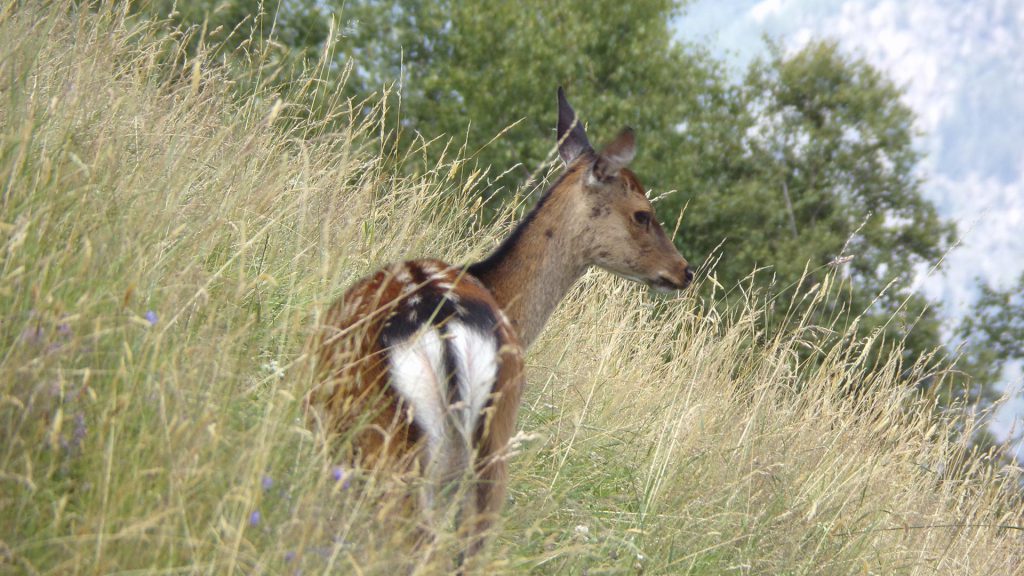 daim tout de même plus souvent domestiqué que sauvage