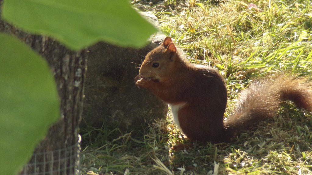 écureuil qui vous rendra visite, si vous favorisez la biodiversité