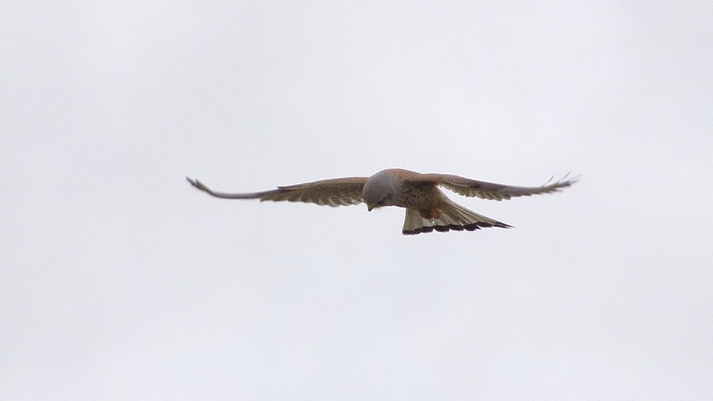 faucon crécerellette en chasse les ailes déployées face au vent