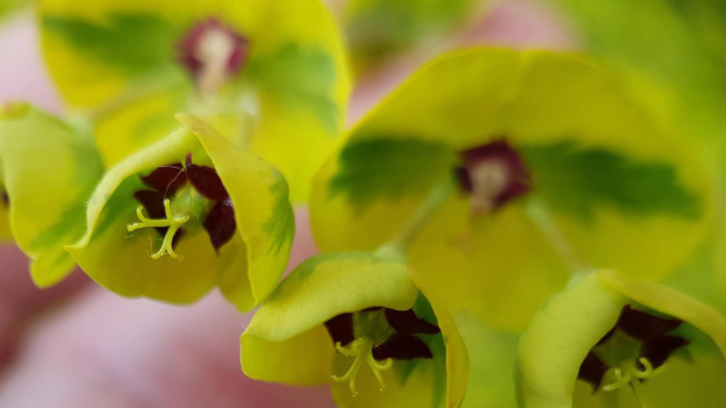 Fleurs d'euphorbe vues en macrophotographie