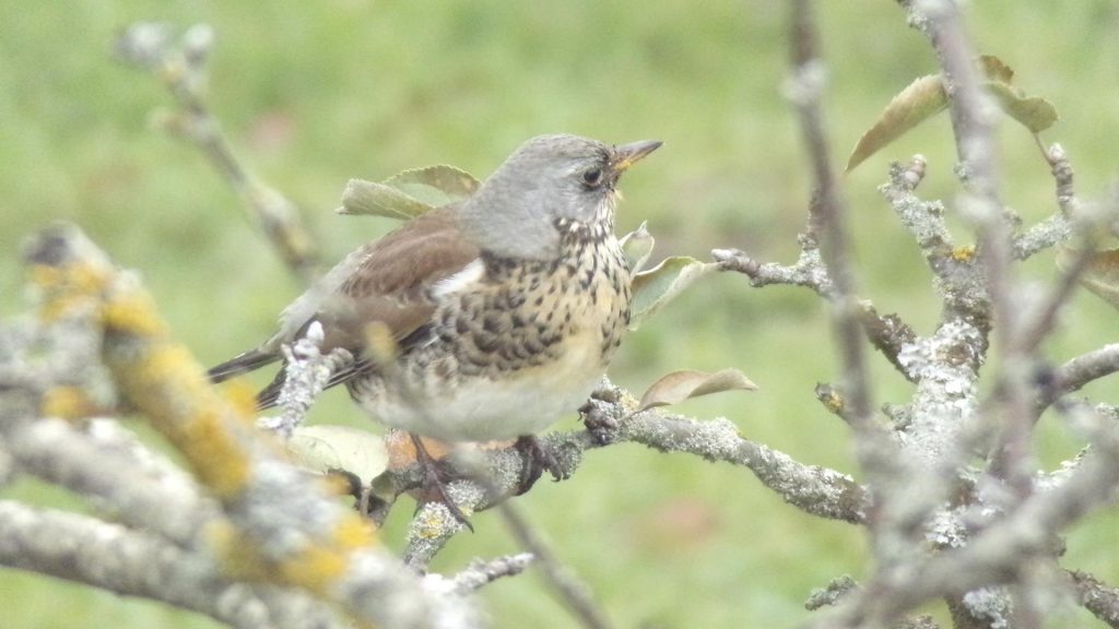 les chants des fauvettes traversent l'horizon