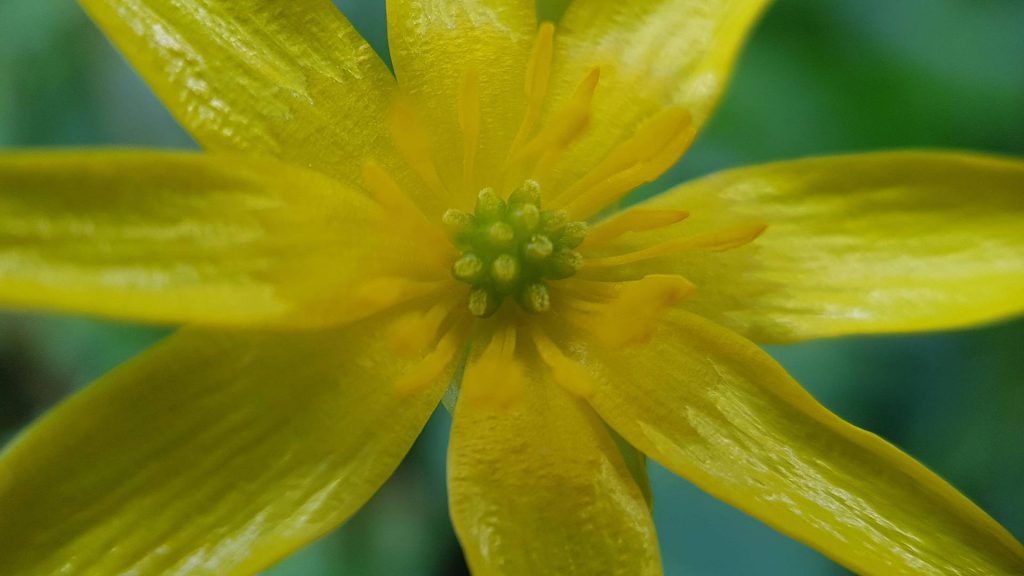 fleur de ficaire vue en macrophotographie