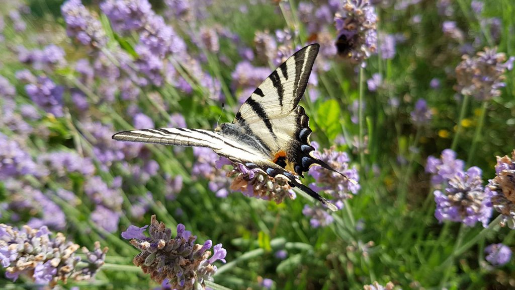 papillon dit flambé