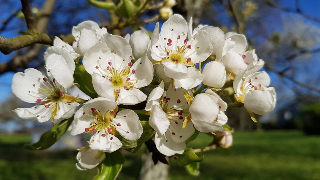 fleurs de poiriers.