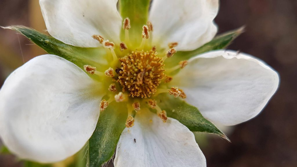Fleur de fraise des bois vue en macrophotographie