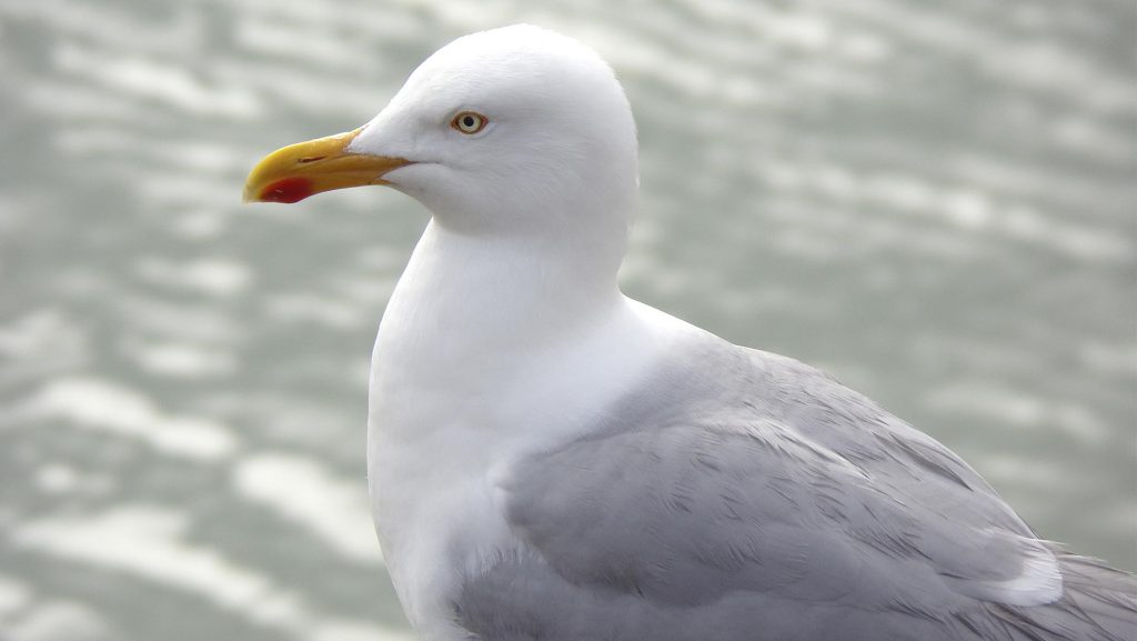 Le goéland argenté, un des oiseaux de nos rivages