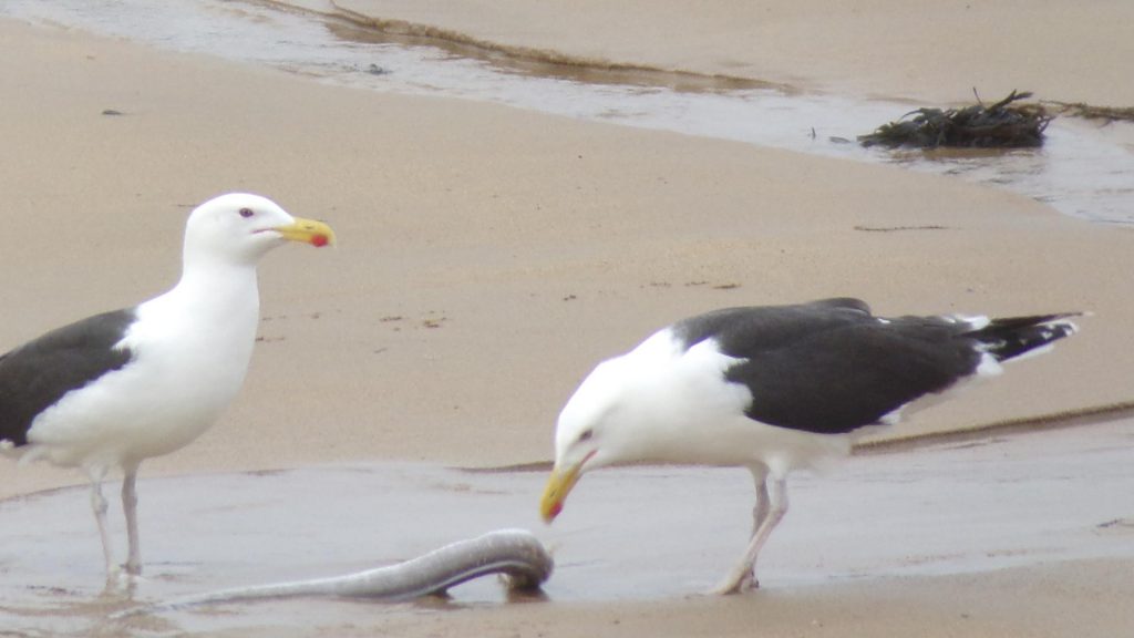 Goélands, oiseaux marins en quête de nourriture à marée basse