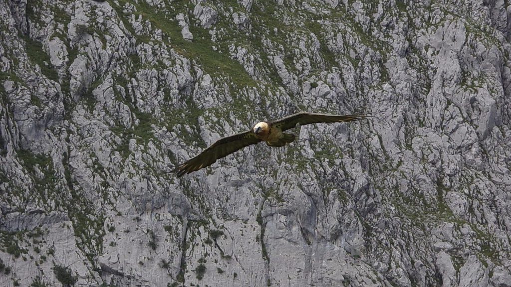 Le ballet aérien d'un gypaète barbu en quête d'une carcasse.