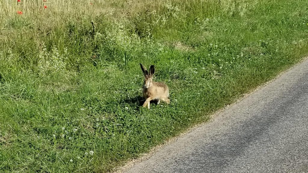jeune lièvre sauvage , de nos campagnes