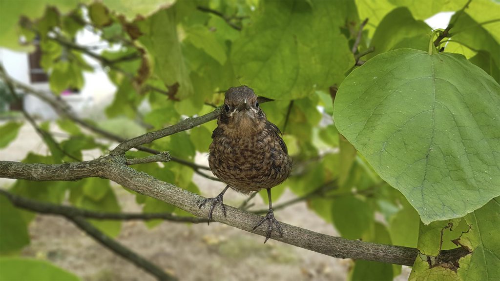 comment prendre soin des oiseaux, comme ce jeune merle