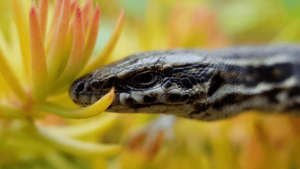 a vous de zoomer sur le lézard