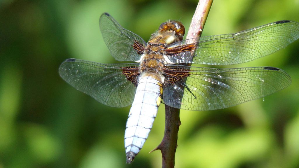libellule bleue qui surveille son territoire