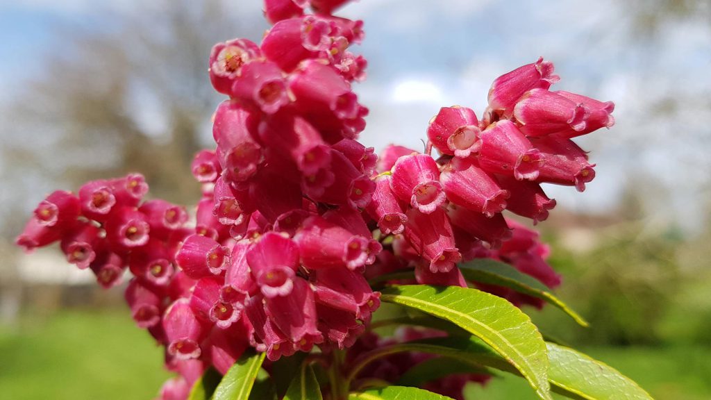 lilas d'ornement. Fleurs de jardins.