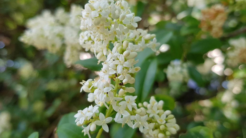 lilas blanc