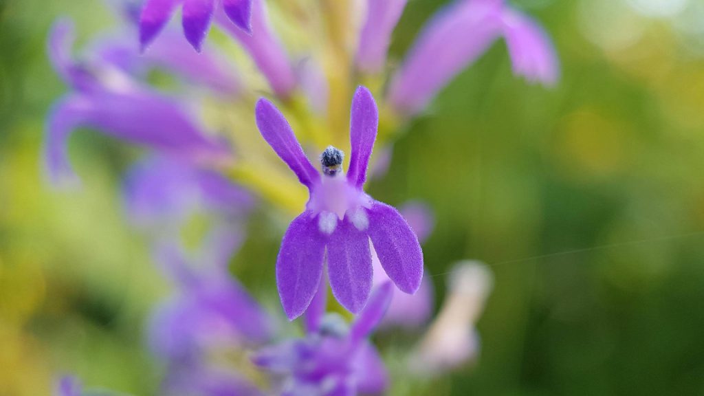 Lobelie prise en photo macro. Thème les fleurs
