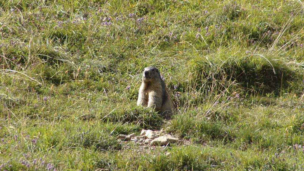 marmotte faune sauvage des montagnes