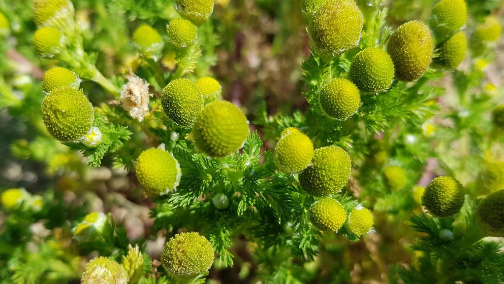 Matricaire vu en macrophotographie