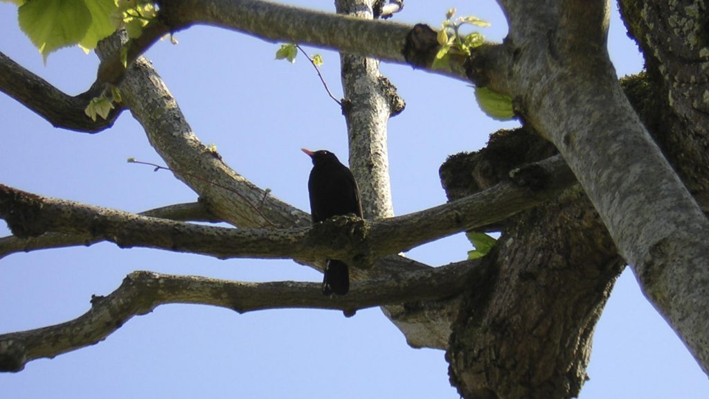 Observez les merles dans votre jardin, ils chantent si bien.